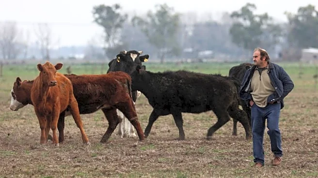Argentina's farmers give Milei vote of confidence before midterms