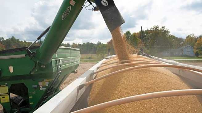 China buys US soybean cargoes ahead of Trump-Xi meet, sources say