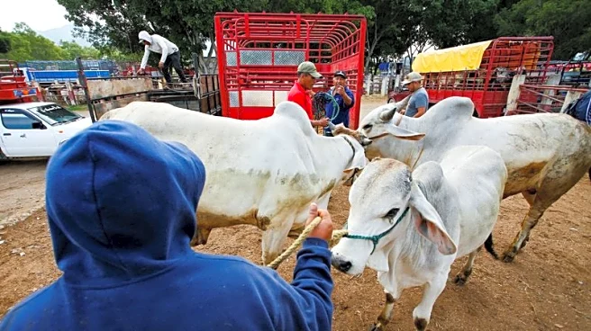 Mexico agriculture secretary says still no date for restarting cattle exports to U.S
