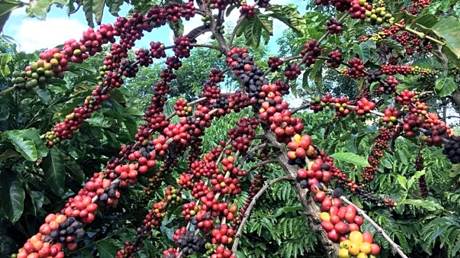 US roasters tear through coffee stocks waiting for Brazil trade deal