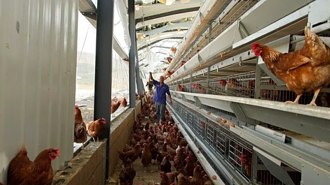 Jamaican farms reel from Hurricane Melissa, fueling fears of food shortages