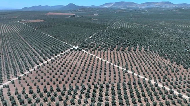 Spanish black olive exporters urge EU to hit back on US tariffs