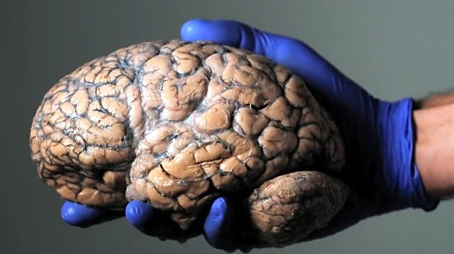 Scientists unveil first draft of atlas of the developing brain