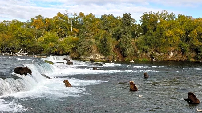 Alaska sued over aerial hunting of bears to protect caribou