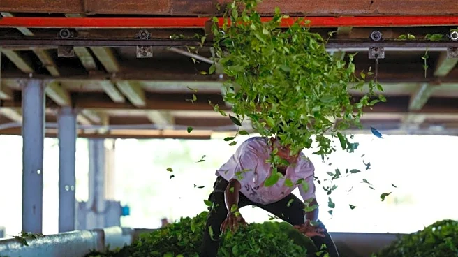 Trump tariff rollback offers relief for Indian farmers