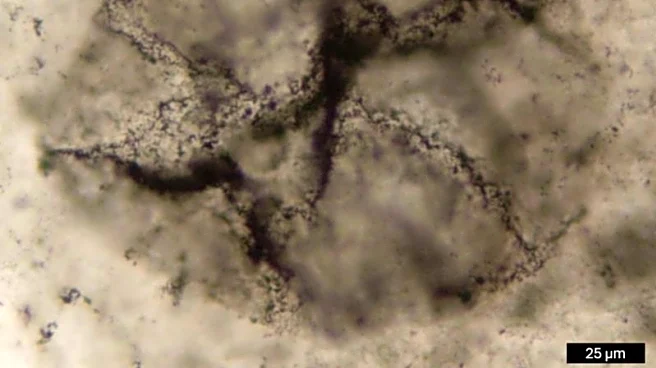 New method spots signs of Earth's primordial life in ancient rocks