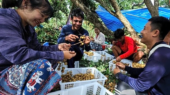 Leaving border camps for orchards, Myanmar refugees join Thai workforce
