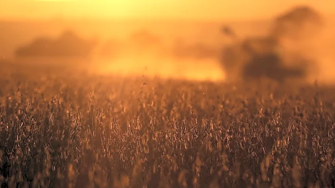 China imports no US soybeans for second month, Brazil arrivals up 29%