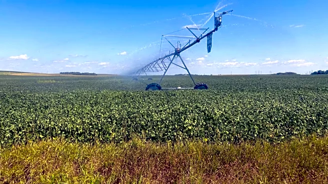 Analysis-China's largest US soybean buy in 2 years buoys prices, triggers sales by struggling farmers