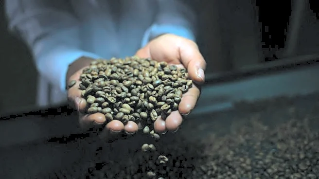 Global coffee prices plunge after Trump removes tariffs on Brazil