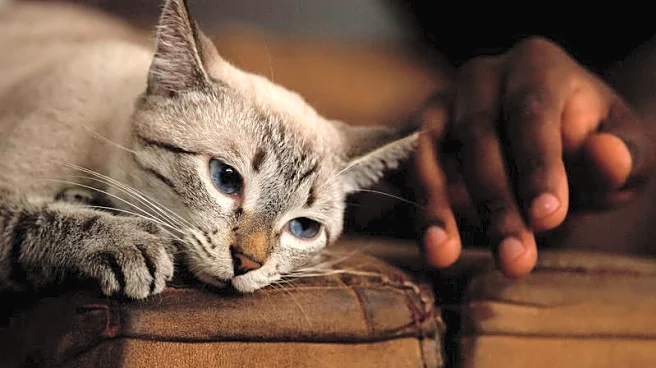 Elanco's drug gets emergency nod to treat deadly flesh-eating parasite in cats