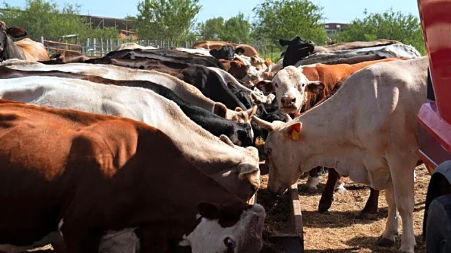 Tyson Foods to close major US beef plant as cattle supplies dwindle