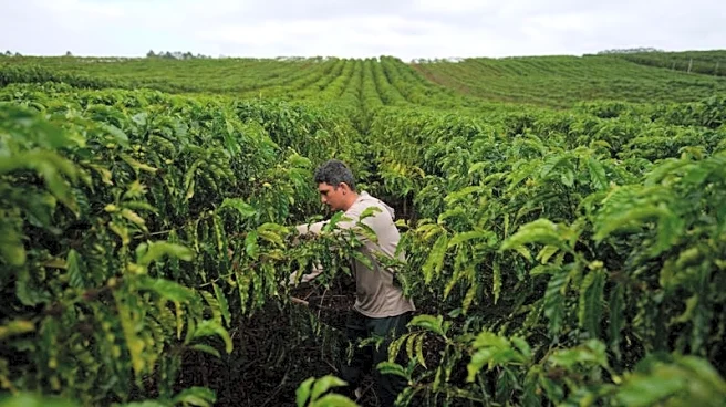 Brazil robusta coffee growers push for quality amid rising prices and climate concerns