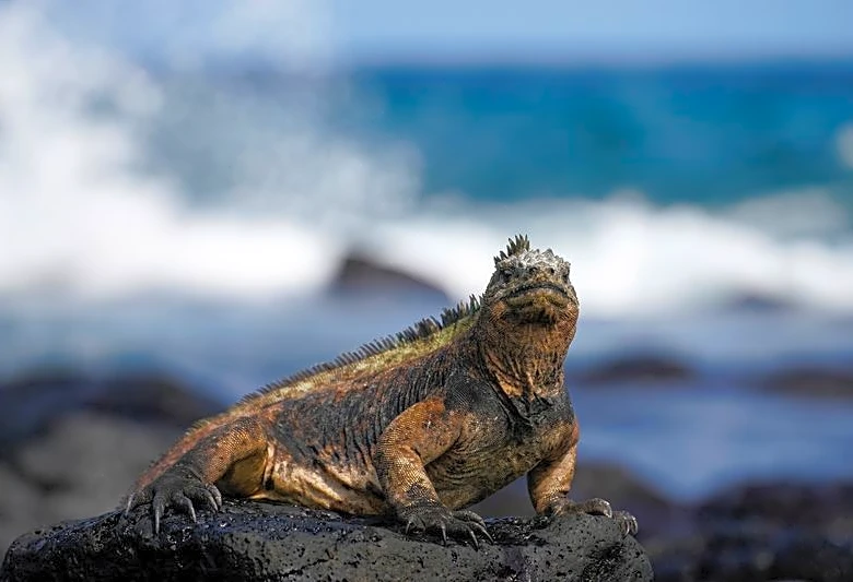 Bezos Earth Fund boosts marine conservation with $24.5 million