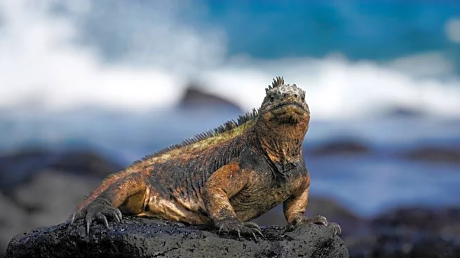 Bezos Earth Fund boosts marine conservation with $24.5 million