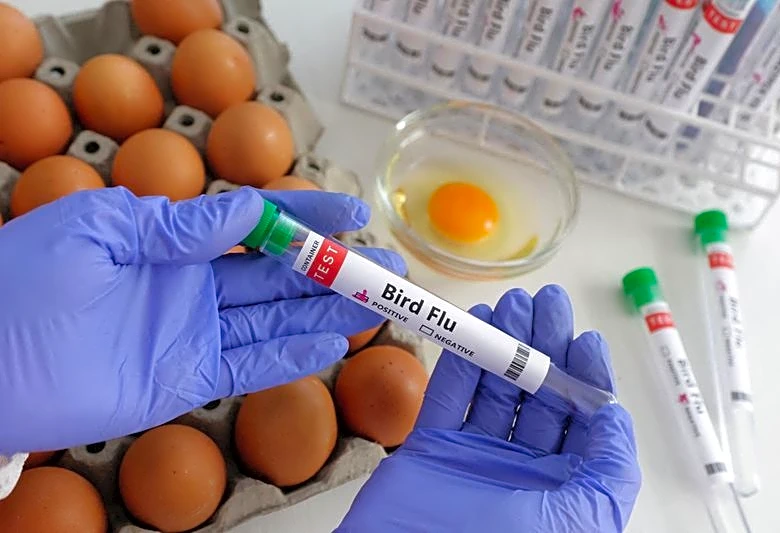 US senators push USDA for urgent action on bird flu vaccine