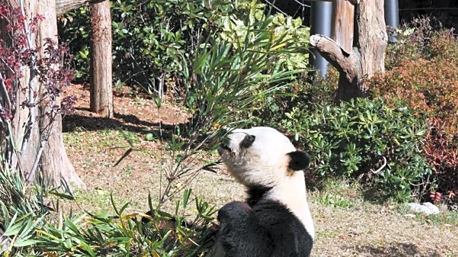 Japan's last two giant pandas are headed to China and fans just can't bear it
