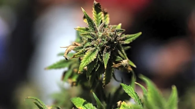 Trump to sign order easing restrictions on marijuana this week, media reports say