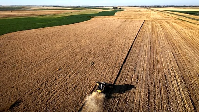 Argentine farmers bag last fields of a dream wheat season