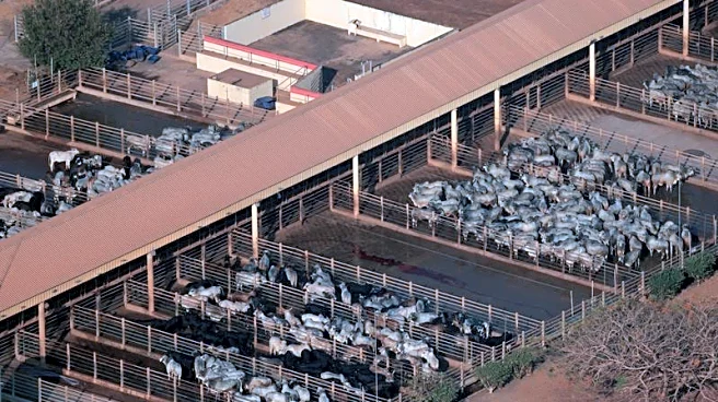 Brazil surpassing US as top beef producer, easing global supply squeeze