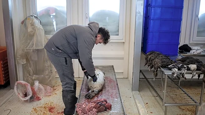 Freezers full of seal meat: How Greenland's hunting culture helps emergency preparedness