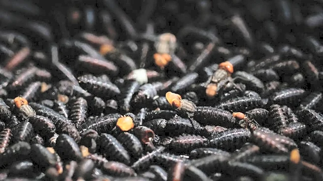 USDA to release flies near US-Mexico border to fight screwworm pest