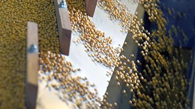 China faces higher prices for further U.S. soybean buys to please Trump