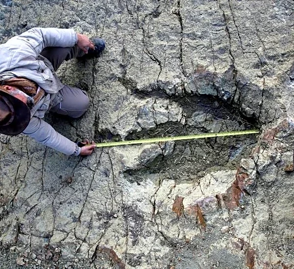 New AI method helps identify which dinosaur made which footprints