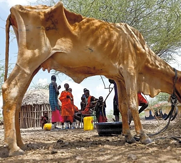 Drought spreads beyond Kenya's arid north, plunging herders into crisis