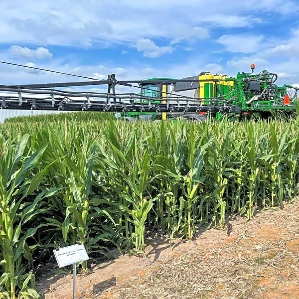 Analysis-USDA's reputation suffers after massive revisions in US corn acres