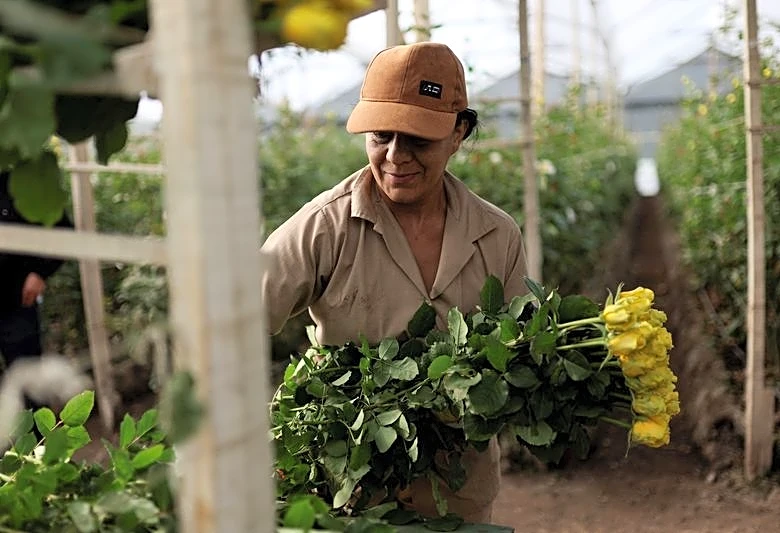 Tariffs threaten Colombian flower industry amid Valentine's Day rush
