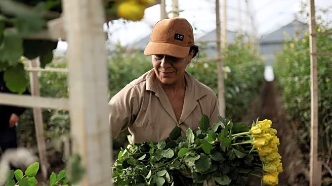 Tariffs threaten Colombian flower industry amid Valentine's Day rush