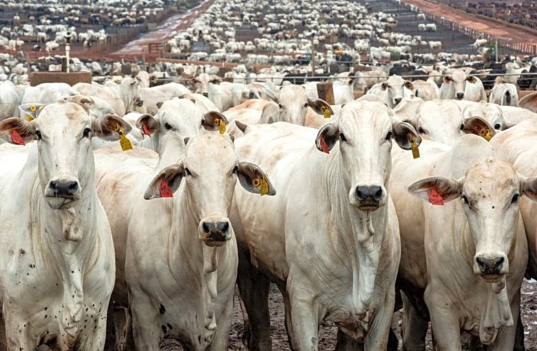 Brazil mulls assigning beef export quotas for exporters dealing with China, official says