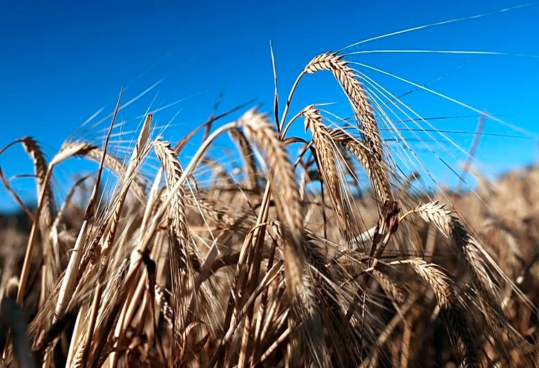 Exclusive-China buyers snap up U.S. sorghum, Australian barley as domestic corn supply tightens