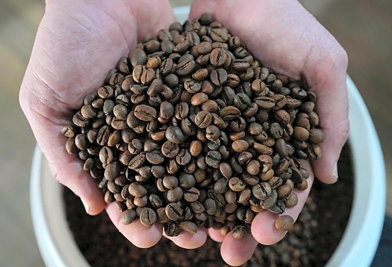 Brazil's producers of canephora coffees, including robusta, expand into new territory