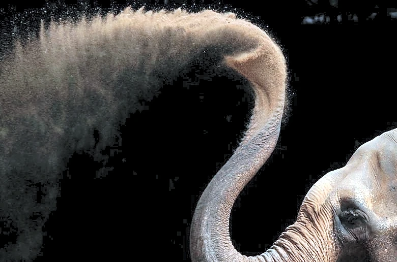 Study unlocks the secrets of the whiskers on an elephant's trunk