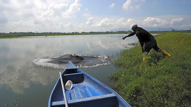 Ecuadorean shrimp sales rebound in 2025, surpass oil exports-producers' association