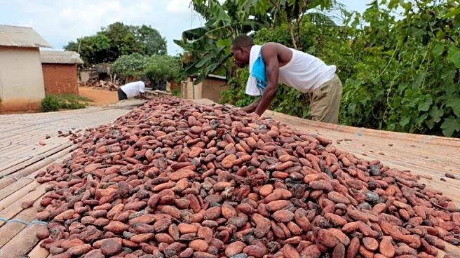 Exclusive-Ivory Coast considers following Ghana with cocoa price cut, sources say
