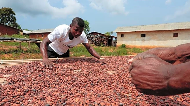 Exclusive-Ivory Coast to cut farmer cocoa price with earlier start of mid-crop, sources say