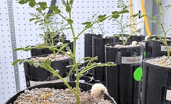 With lunar missions looming, scientists grow chickpeas in 'moon dirt'