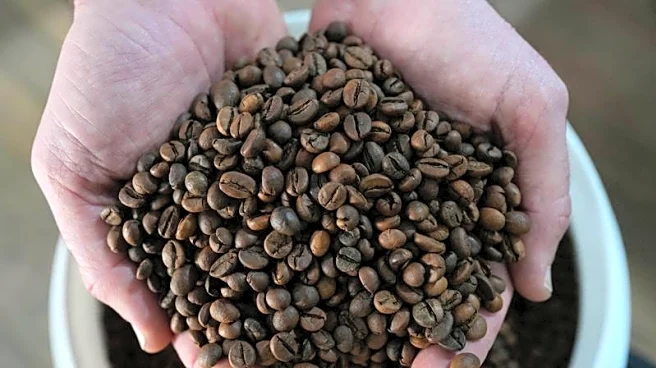 World's largest urban coffee plantation welcomes new trees in Brazil