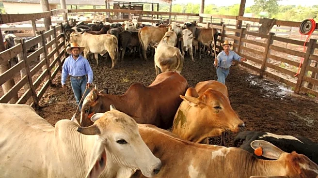 Brazil's Frigol targets 60% beef output jump with slaughterhouse deals