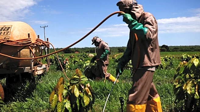 Brazil's dreams for industrial-scale cocoa farms fading after price crash