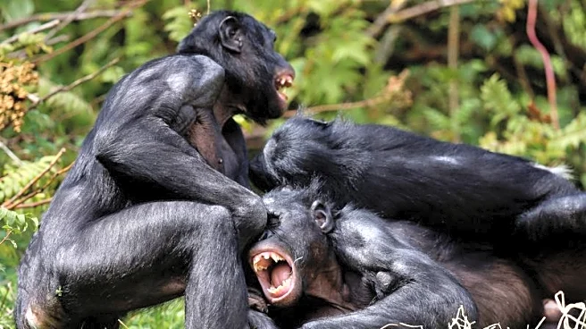 Are bonobos truly the peaceful counterparts to chimps? New study says no
