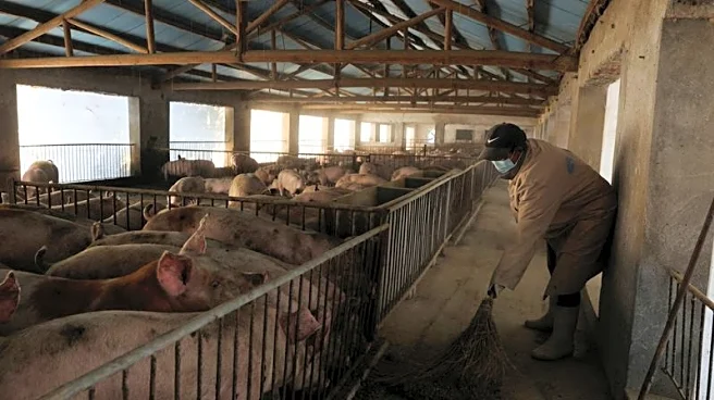 Feed cost surge from Iran war deepens pain for China's pig farmers
