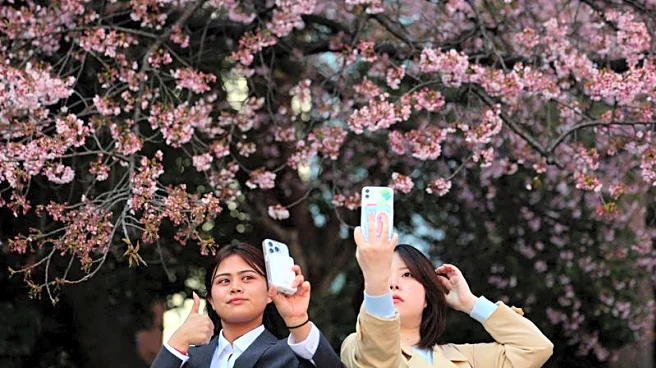 Japan's cherry blossom picnics feel the pinch of global inflation