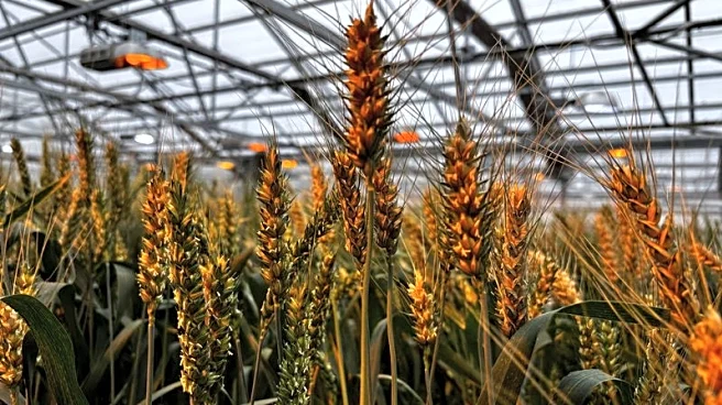 US researchers bet on hybrid, GMO seeds to make wheat profitable again