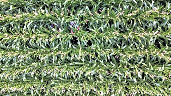 US corn planting seen down, soy acres up as Iran war inflates costs, analysts say