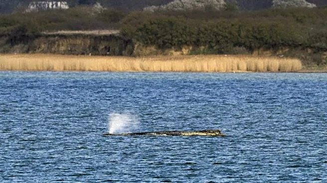 Humpback whale 'Timmy' struggles to escape shallow waters off Germany