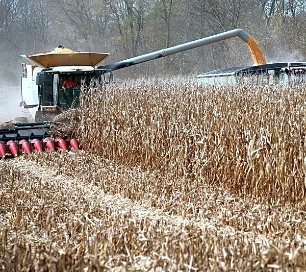 US farmers to plant less corn as Iran war spikes fertilizer prices